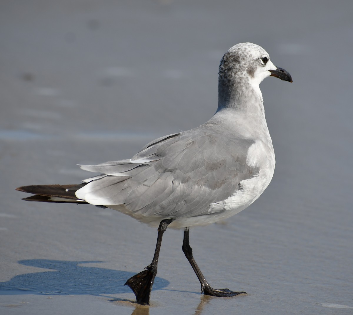 Antxeta mokogorri amerikarra - ML647846427