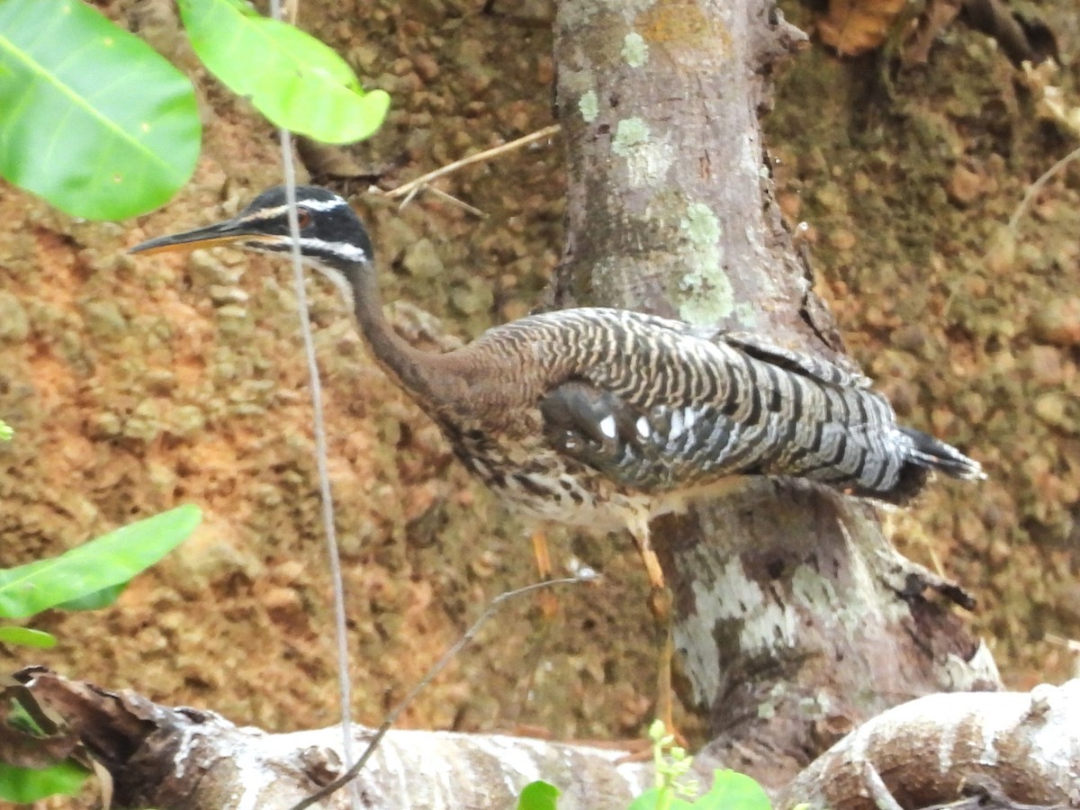 Eguzki-koartza - ML647846431