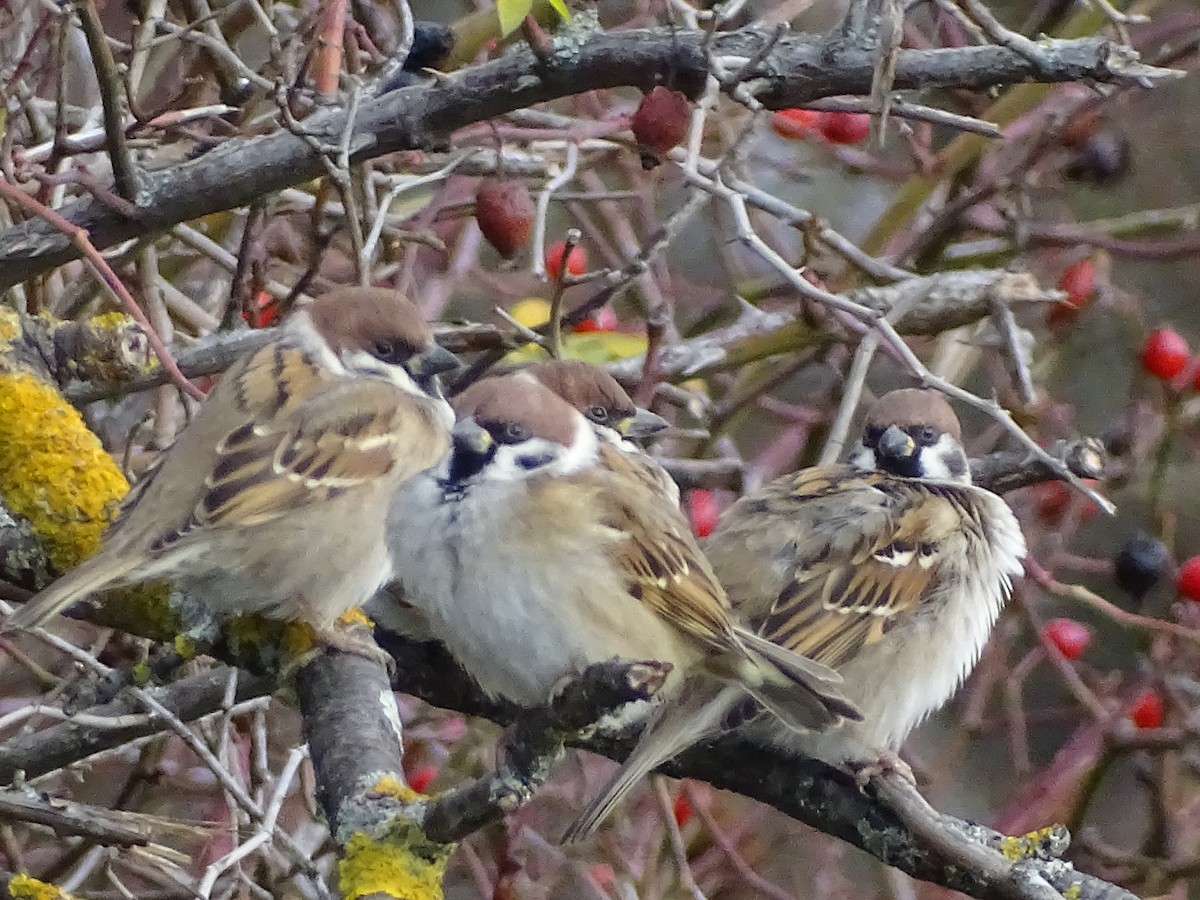 Landa-txolarrea - ML647846432