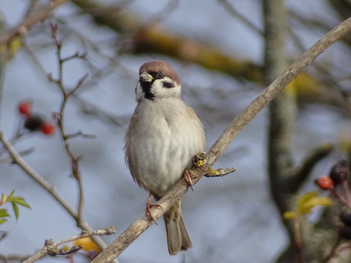 Landa-txolarrea - ML647846433