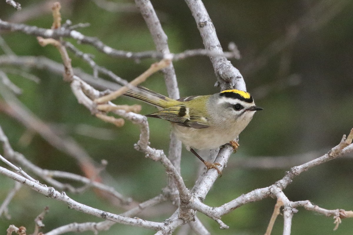 Erregetxo amerikarra - ML647846434