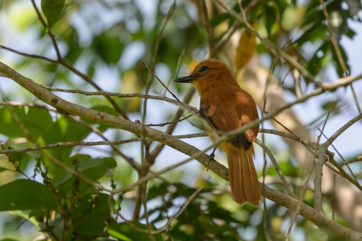 Cinnamon Attila - ML647846435