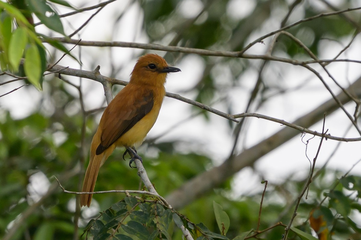 Cinnamon Attila - ML647846436