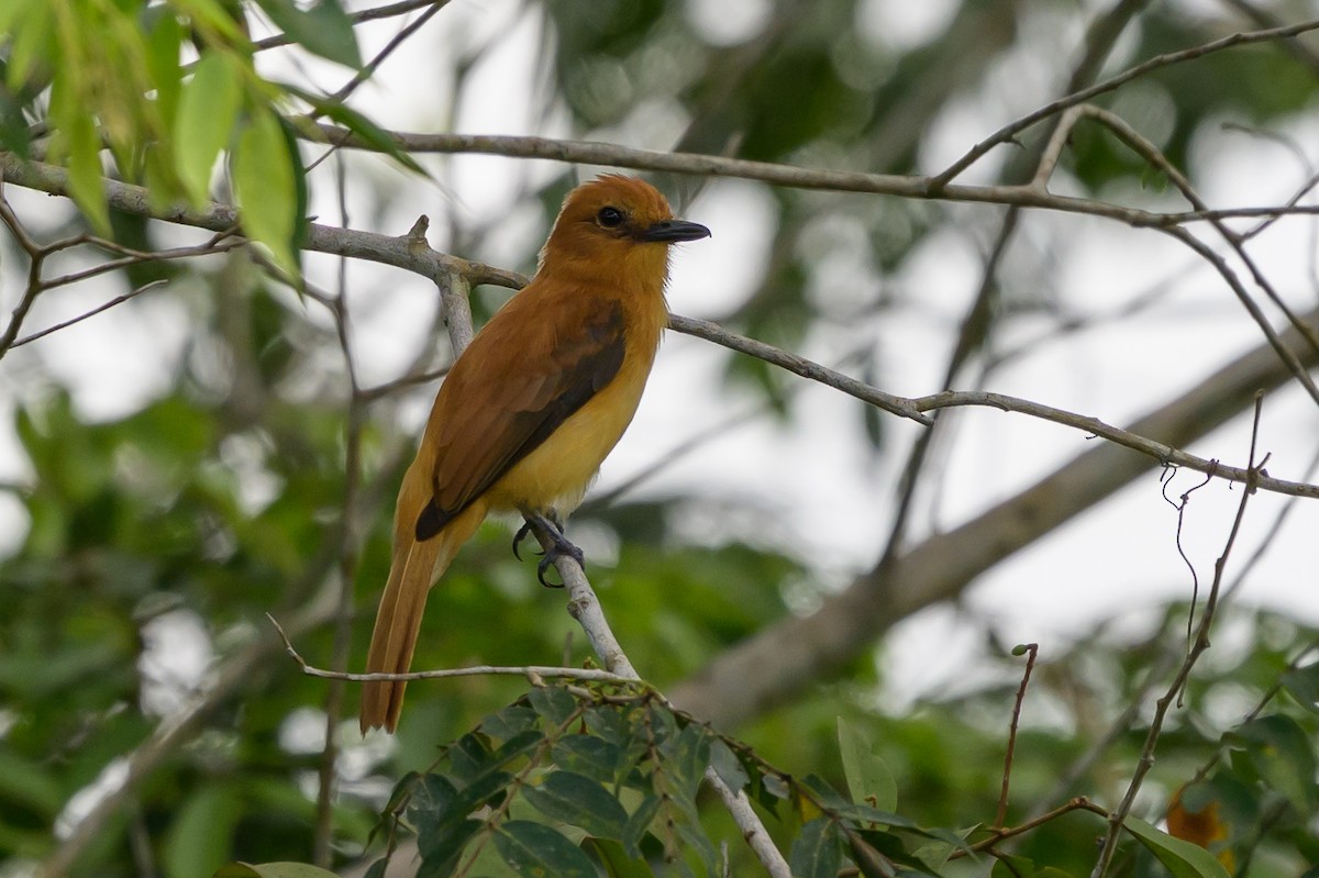 Cinnamon Attila - ML647846437