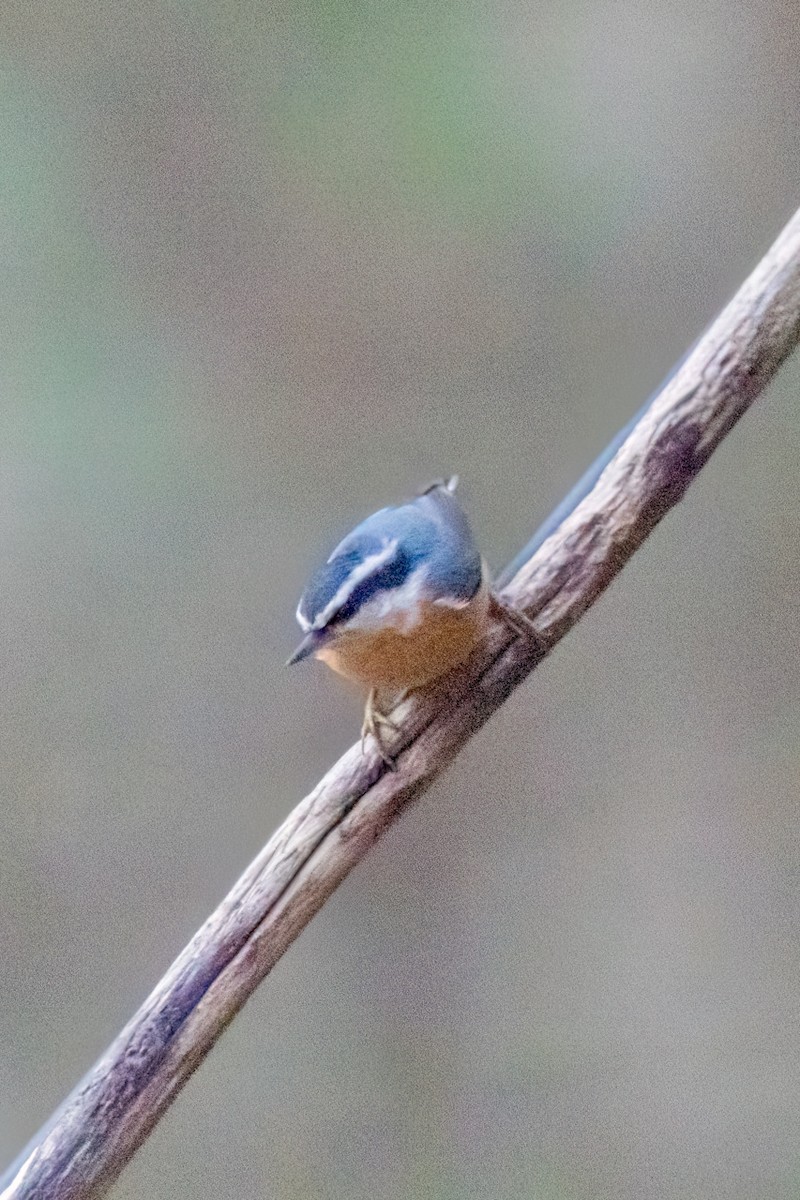 Garrapo kanadarra - ML647846438