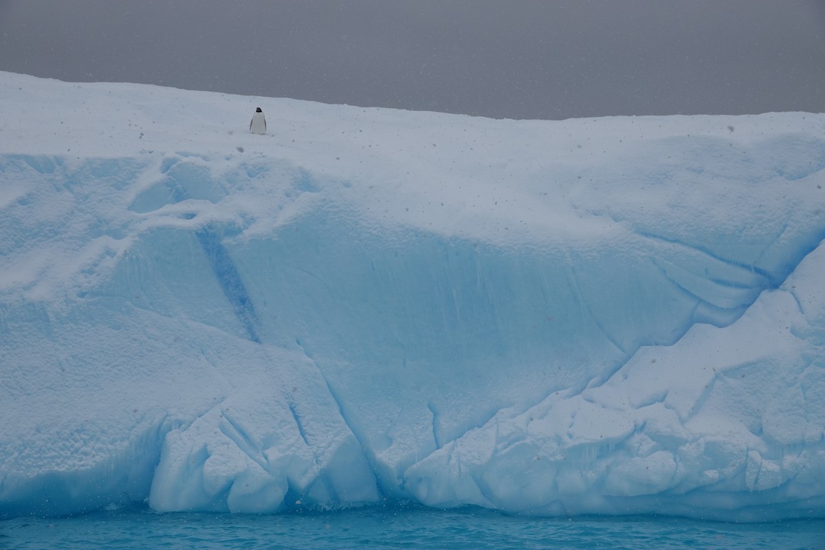 Gentoo Penguin - ML647846440