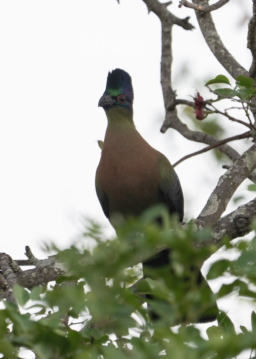 Purple-crested Turaco - ML647846442