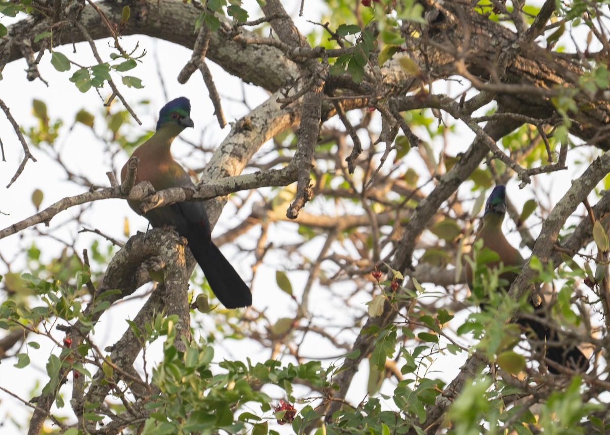 Purple-crested Turaco - ML647846443