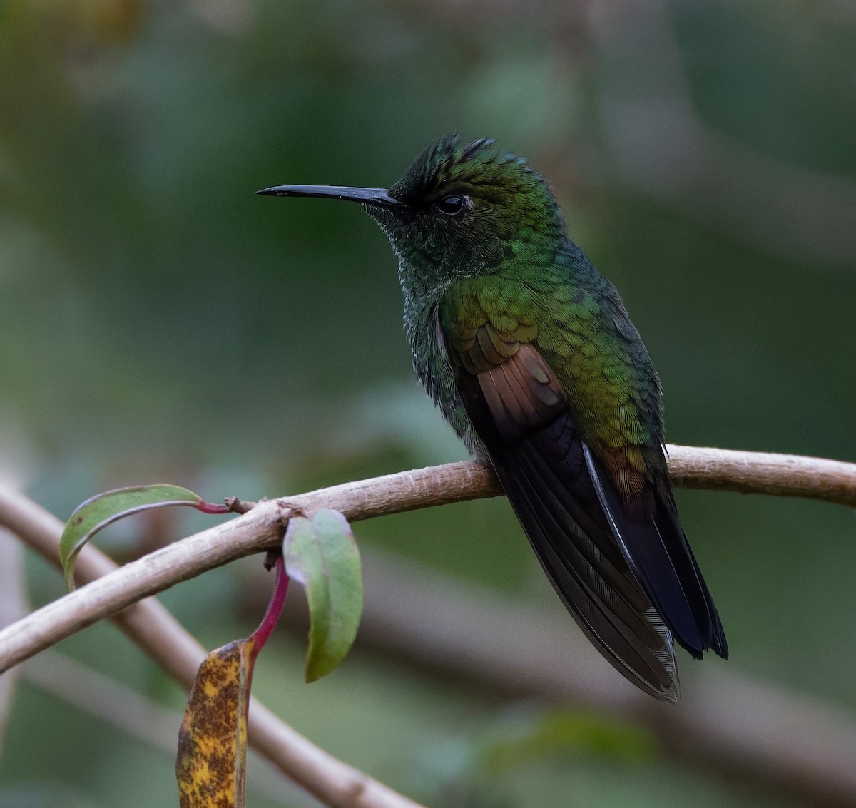 Stripe-tailed Hummingbird - ML647846444