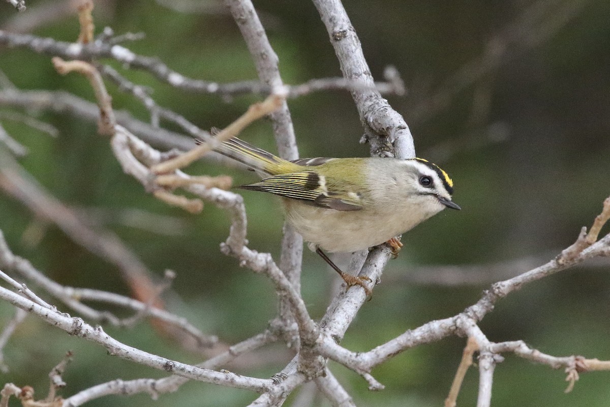 Erregetxo amerikarra - ML647846446