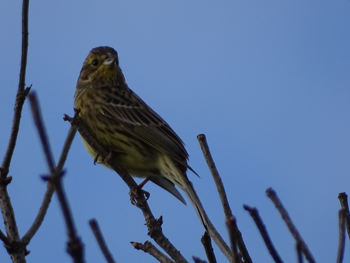 Berdantza horia - ML647846448