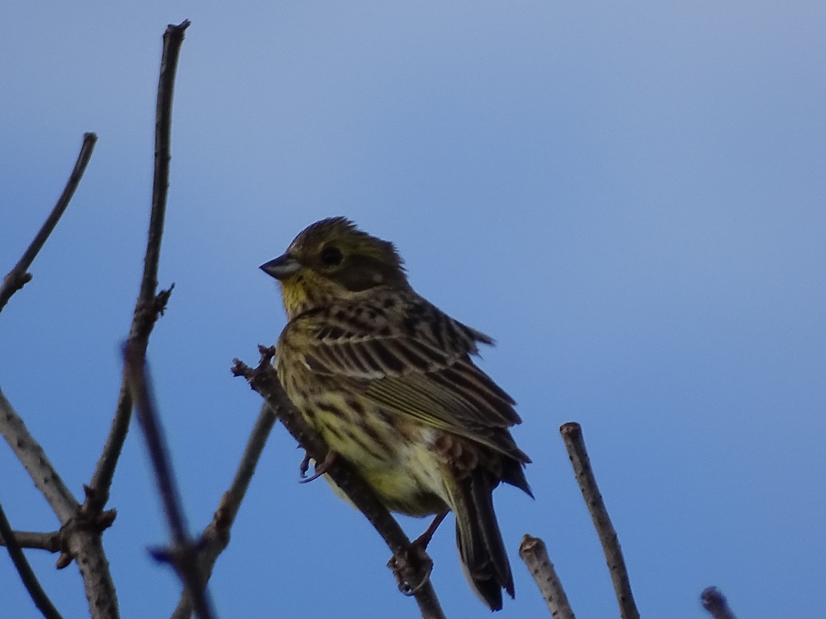 Berdantza horia - ML647846449