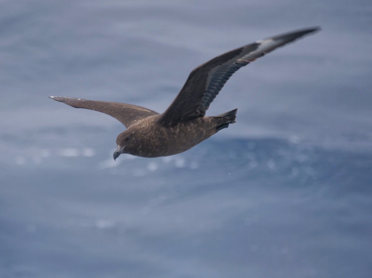 Marikaka antartikoa - ML647846451