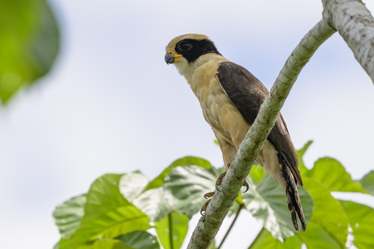 Laughing Falcon - ML647846453