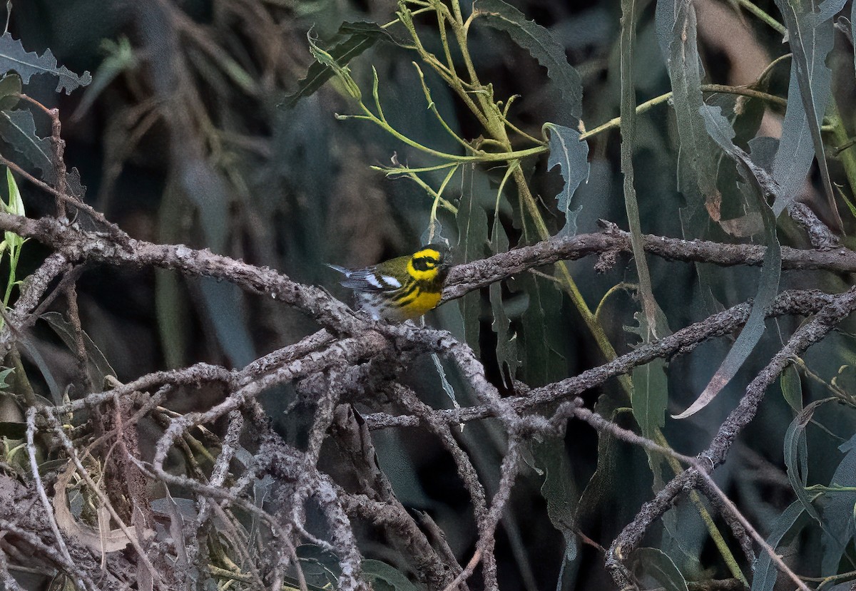 Townsend's Warbler - ML647846483