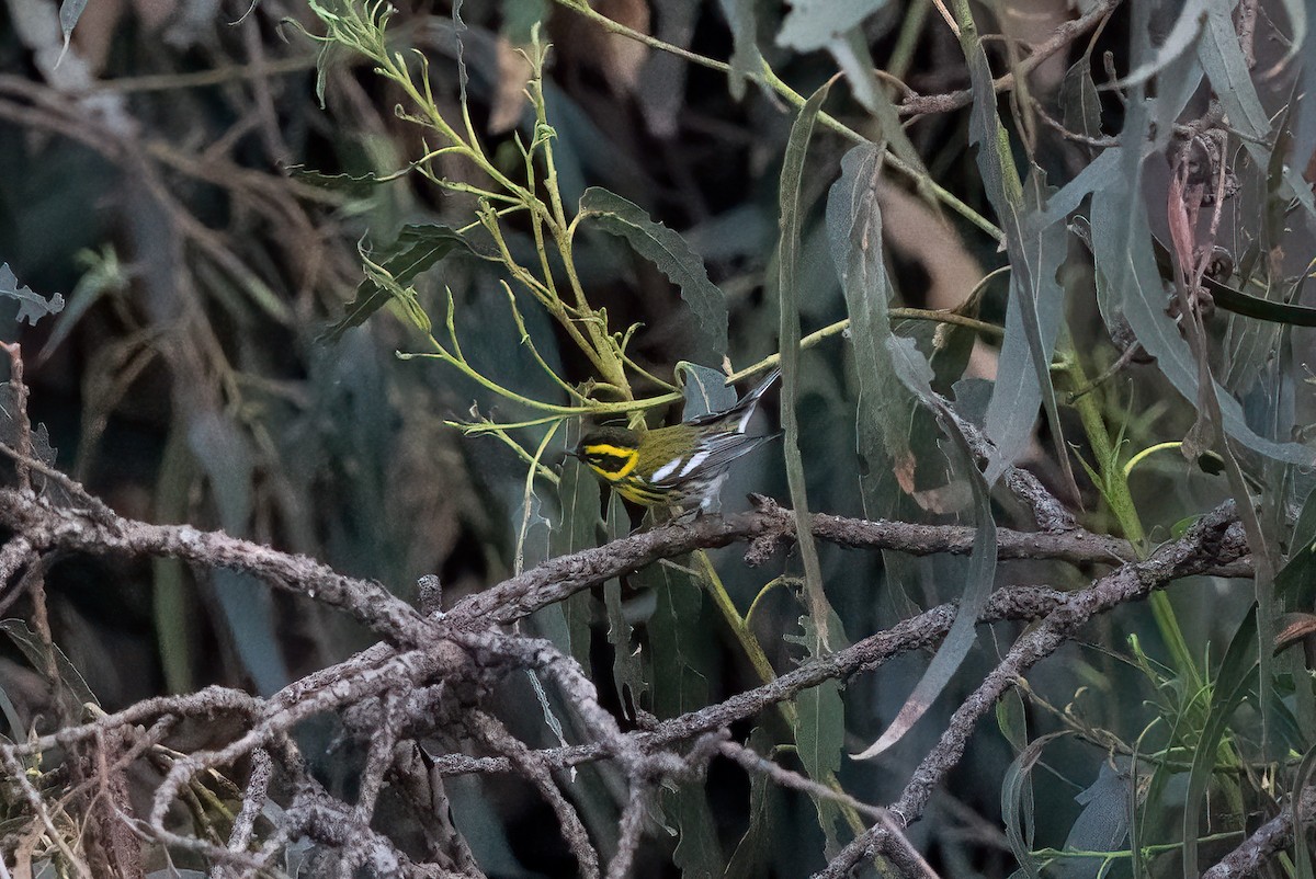 Townsend's Warbler - ML647846484