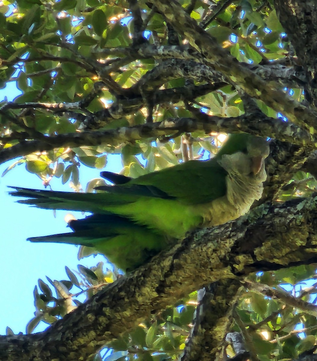 Калита сіроволий - ML647846506
