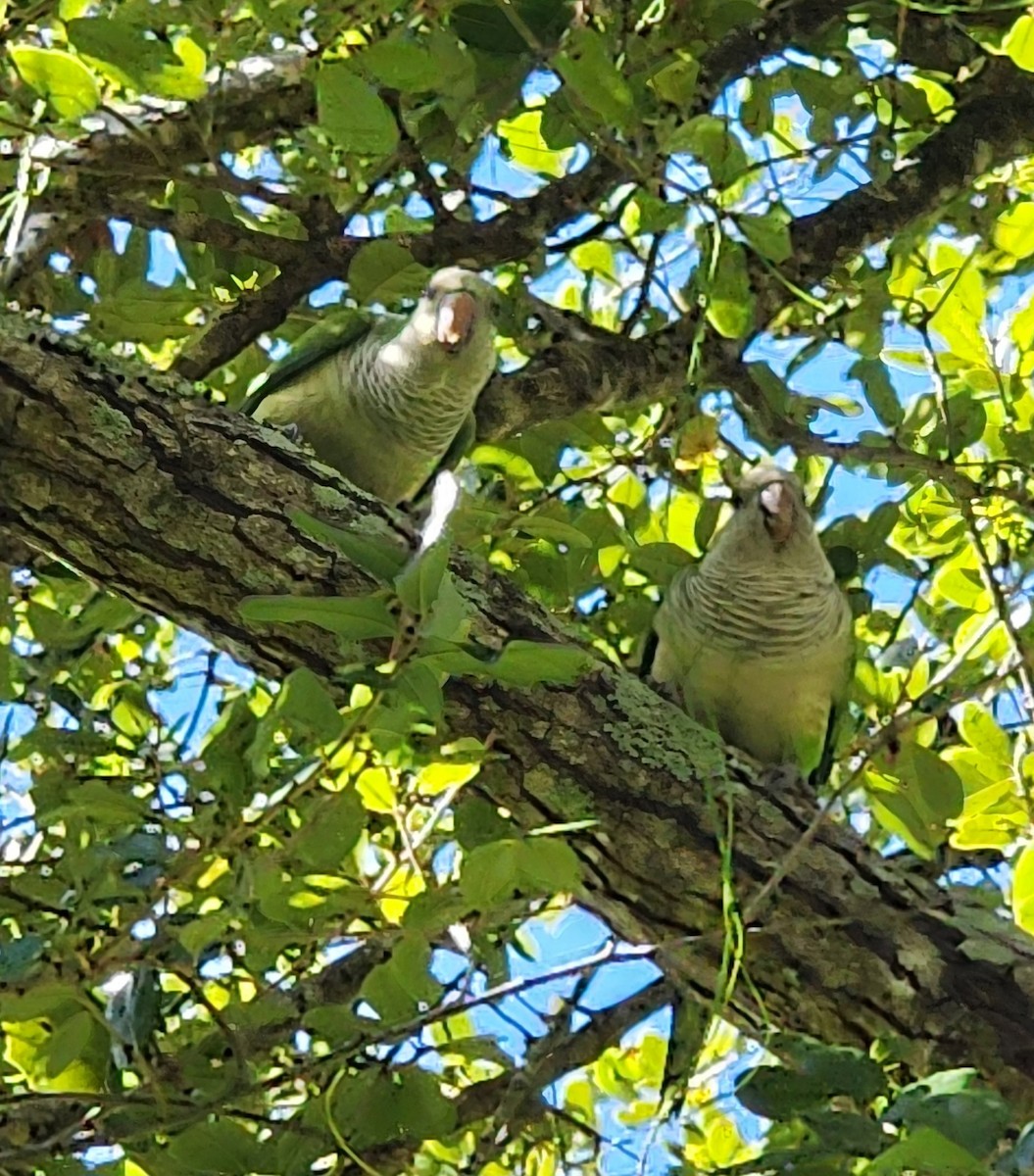 Калита сіроволий - ML647846514