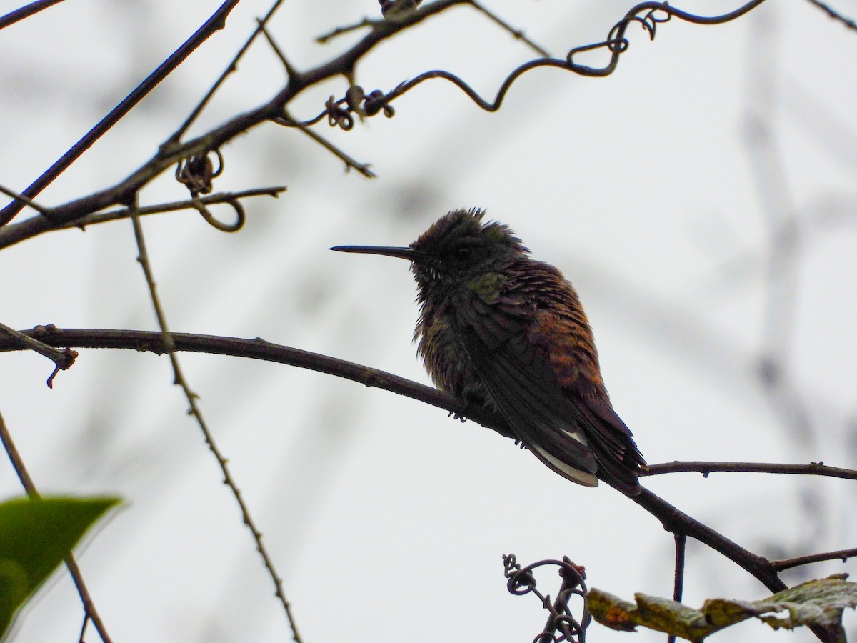 Green-bellied Hummingbird - ML647846520
