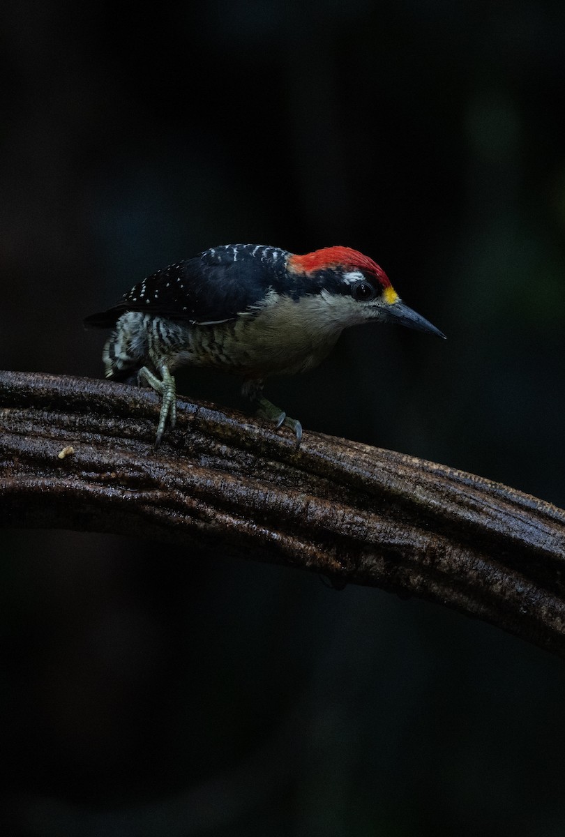 Black-cheeked Woodpecker - ML647846521