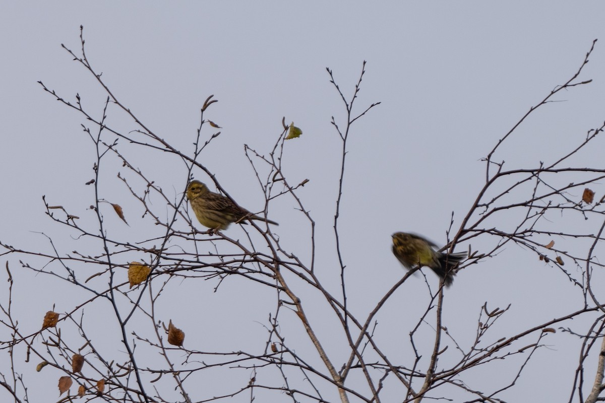 Berdantza horia - ML647846523