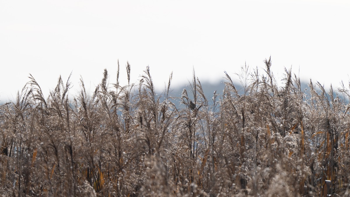 Zingira-berdantza eurasiarra - ML647846525