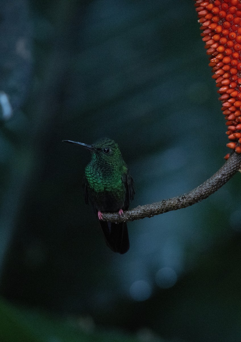 Bronze-tailed Plumeleteer - ML647846526