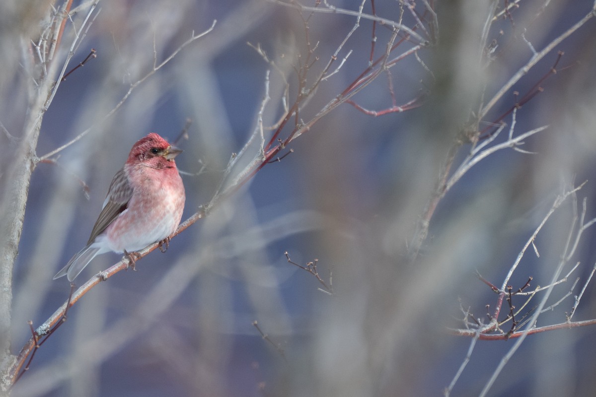 Purple Finch - ML647846527