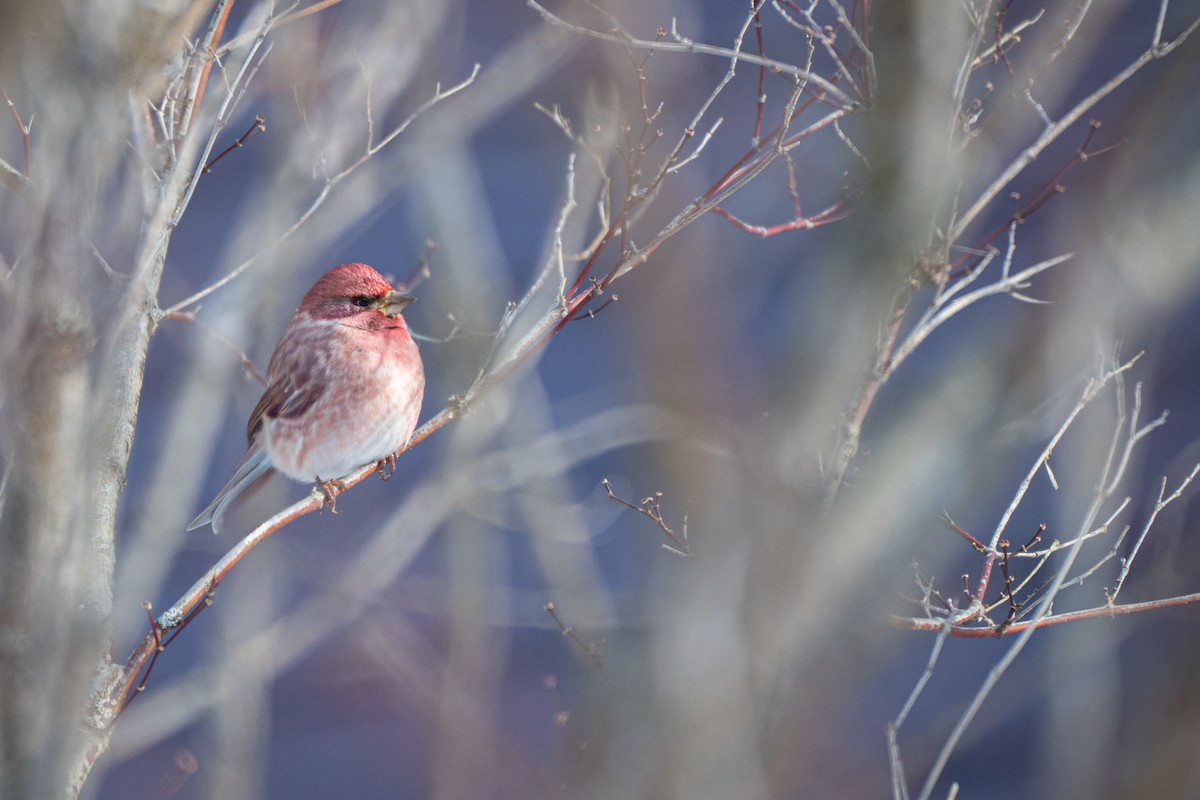 Purple Finch - ML647846528