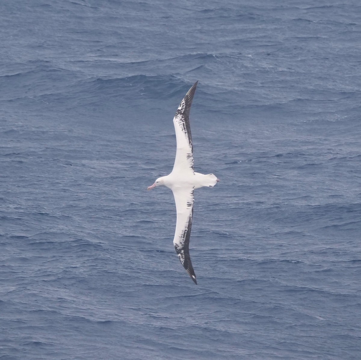 Albatros bidaiaria - ML647846529