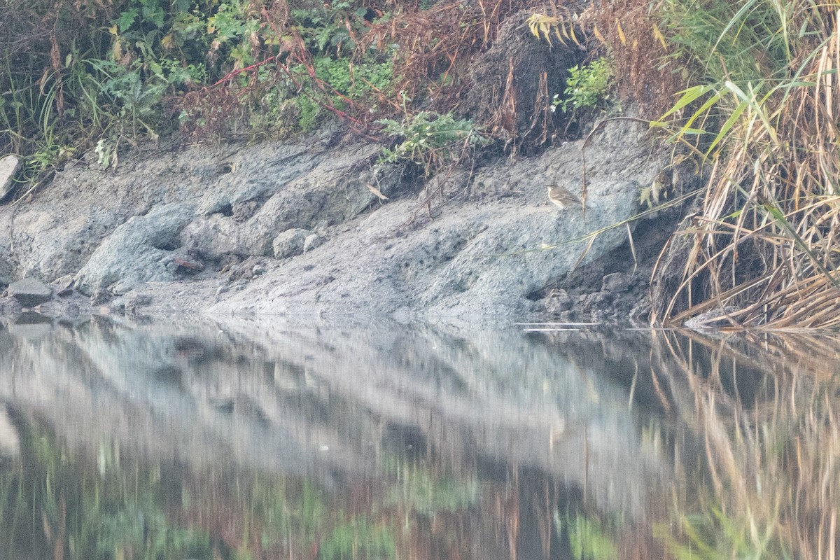 Mendi-txirta - ML647846530