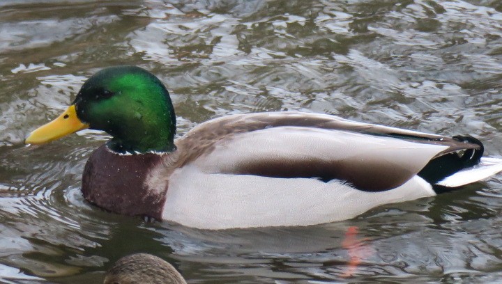 Basahatea - ML647846531