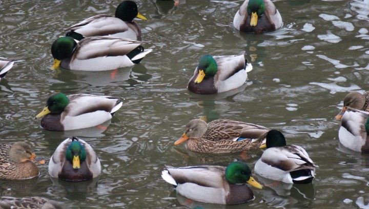 Basahatea - ML647846532