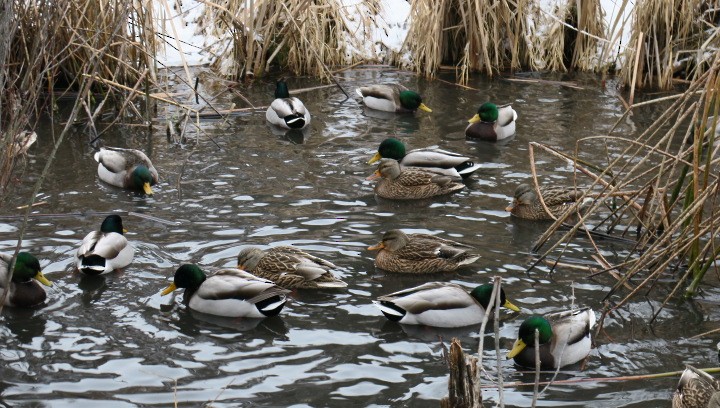 Basahatea - ML647846533