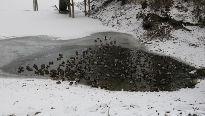 Basahatea - ML647846534