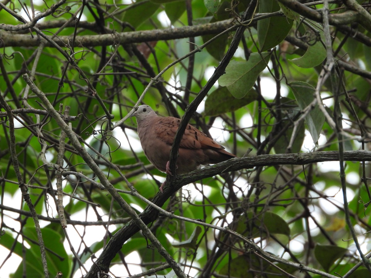 Ruddy Ground Dove - ML647846535