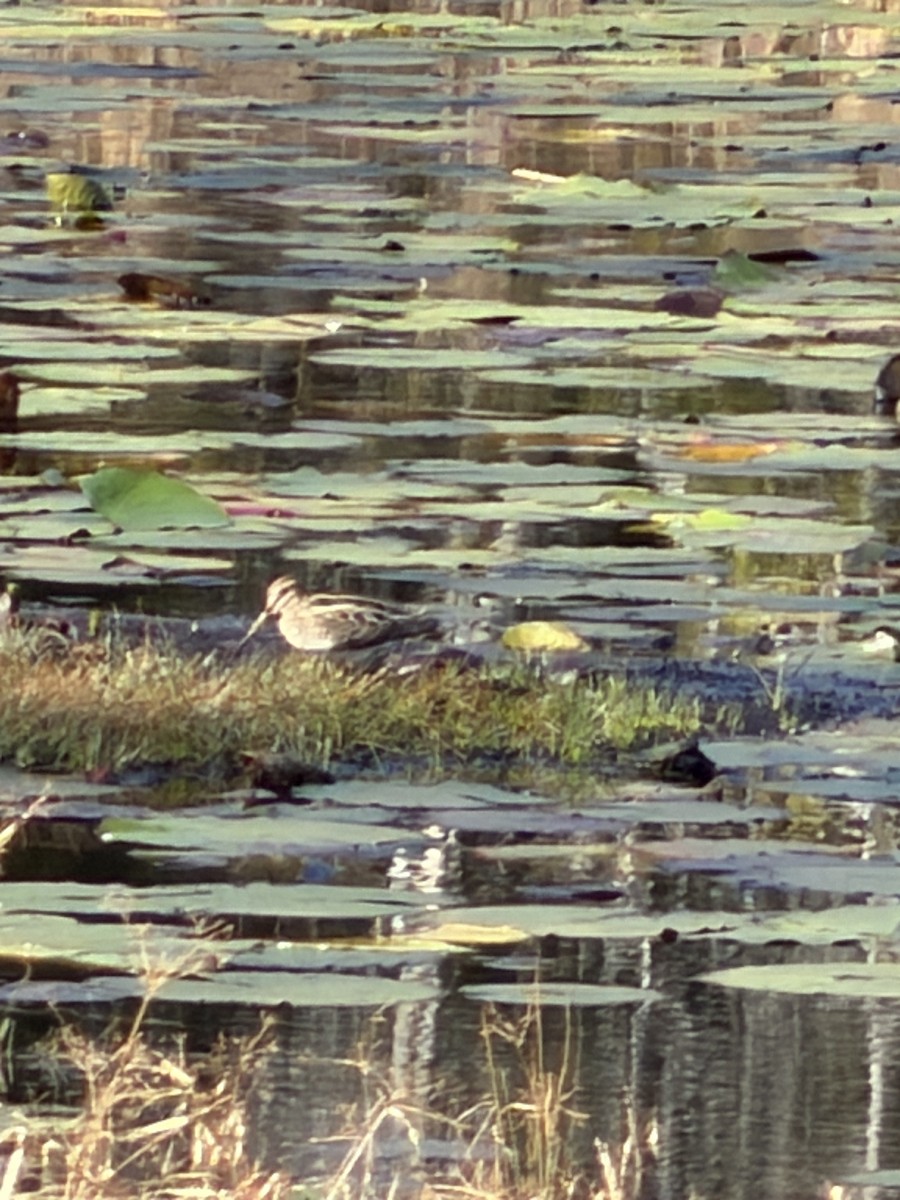 Wilson istingorra - ML647846539