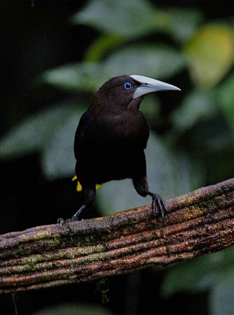 Chestnut-headed Oropendola - ML647846540