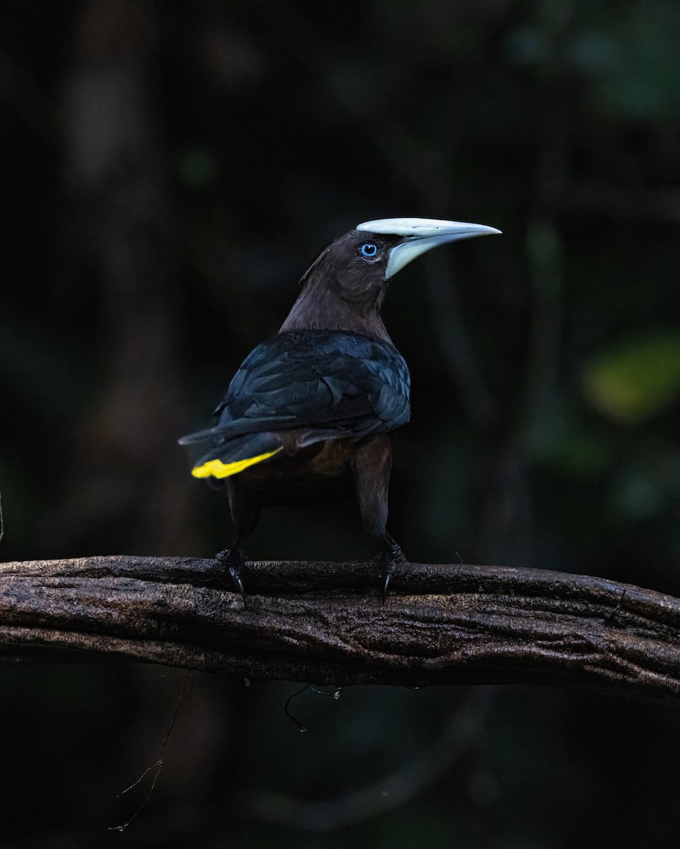 Chestnut-headed Oropendola - ML647846541