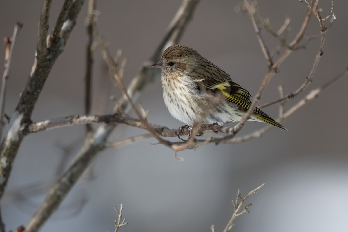 Pine Siskin - ML647846542