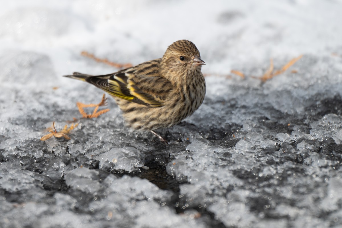 Pine Siskin - ML647846543