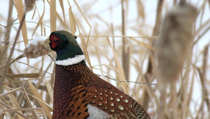 Faisai arrunta - ML647846544