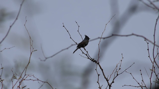 Trauerseidenschnäpper - ML647846545