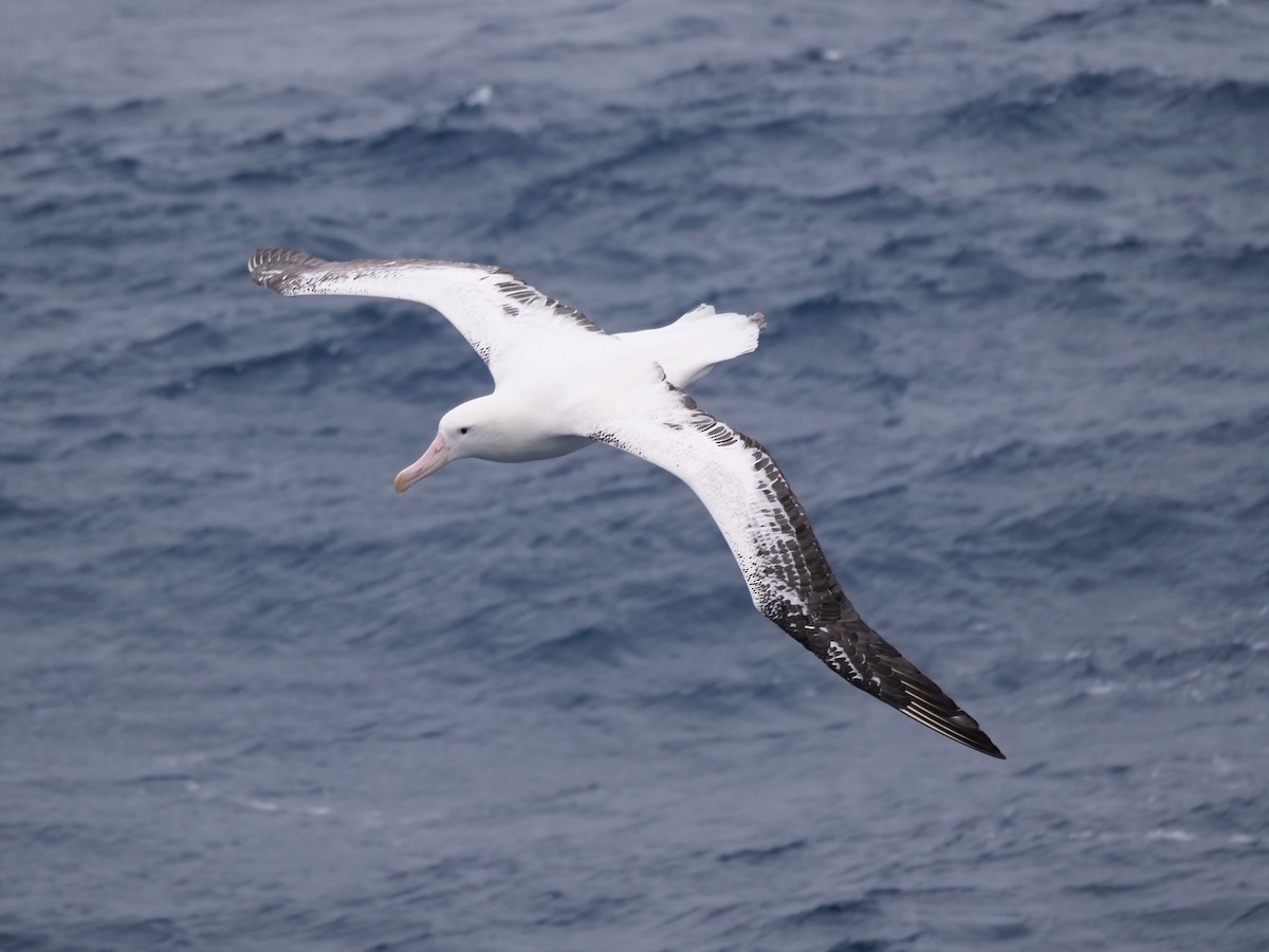 Albatros bidaiaria - ML647846546