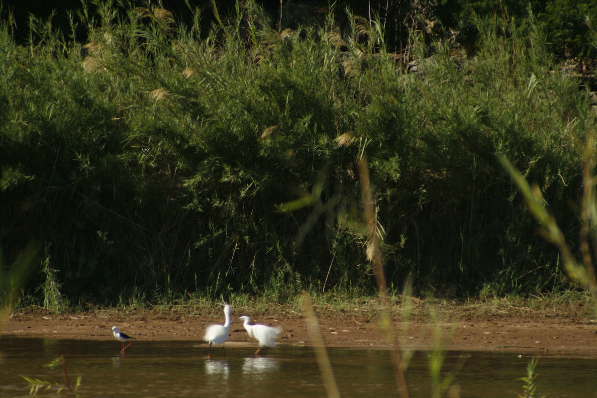 Zankaluze eurasiarra - ML647846548