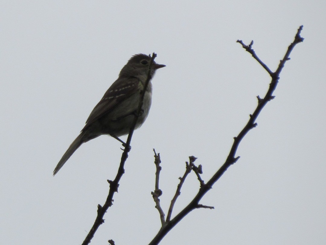 Small-billed Elaenia - ML647846549