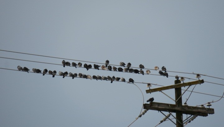 Haitz-usoa (etxekoa) - ML647846550