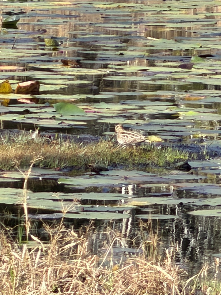 Wilson istingorra - ML647846551