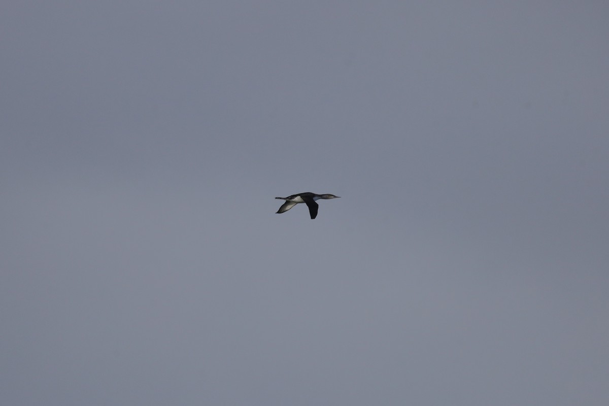 Aliota txikia - ML647846553