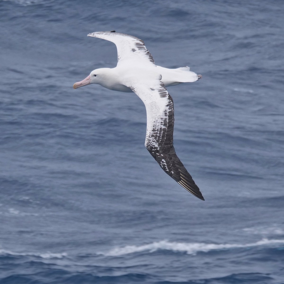 Albatros bidaiaria - ML647846558